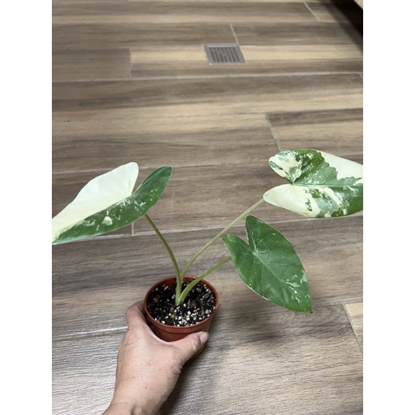 斑葉姑婆芋-觀葉植物