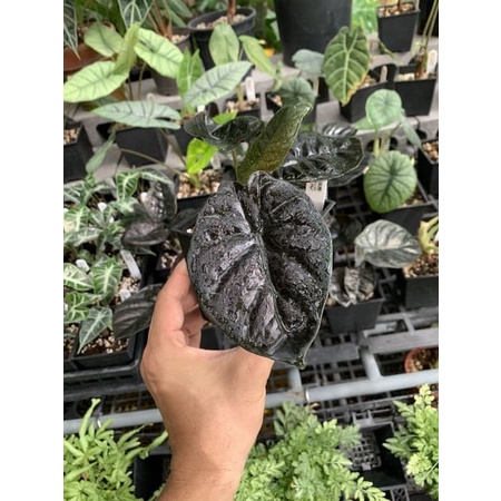《植想放空》觀葉雨林植物Alocasia infernalis黑寶石觀音蓮