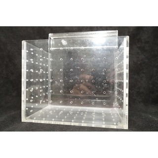 魚缸 水晶蝦 孔雀魚 隔離盒