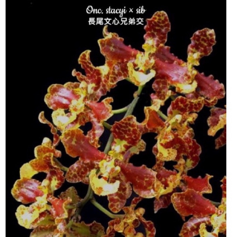 原種文心蘭 Oncidium stacyi 棒狀文心蘭 棒狀蘭 文心蘭 蘭花 orchid