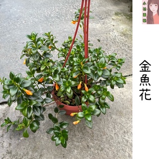 金魚花 優惠推薦 22年12月 蝦皮購物台灣