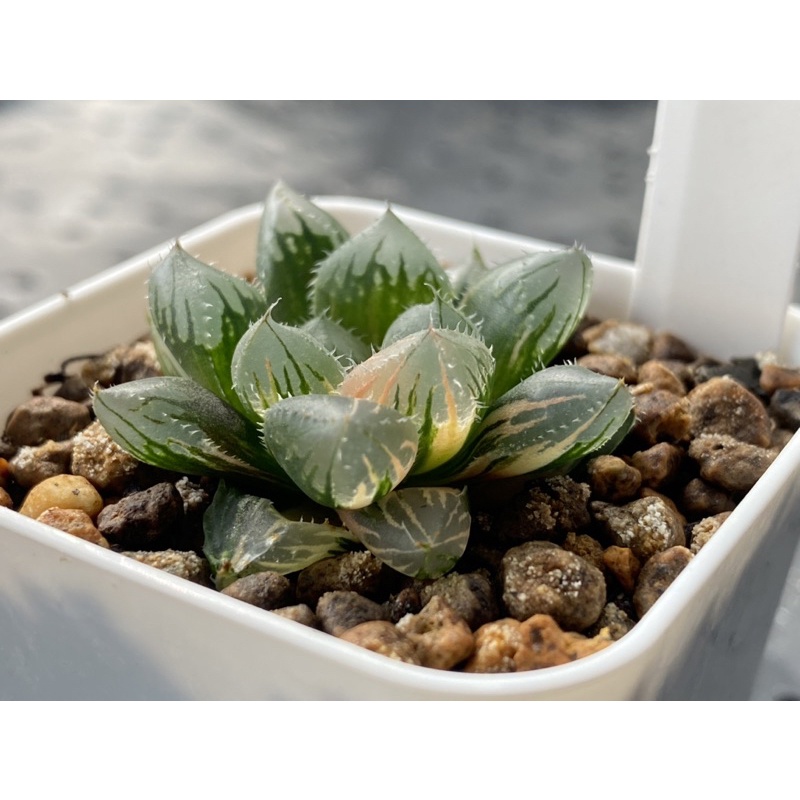 らくらく・メルカリ便》ハオルチア・特丸葉 ☆達磨ニグラ☆ 抜き苗