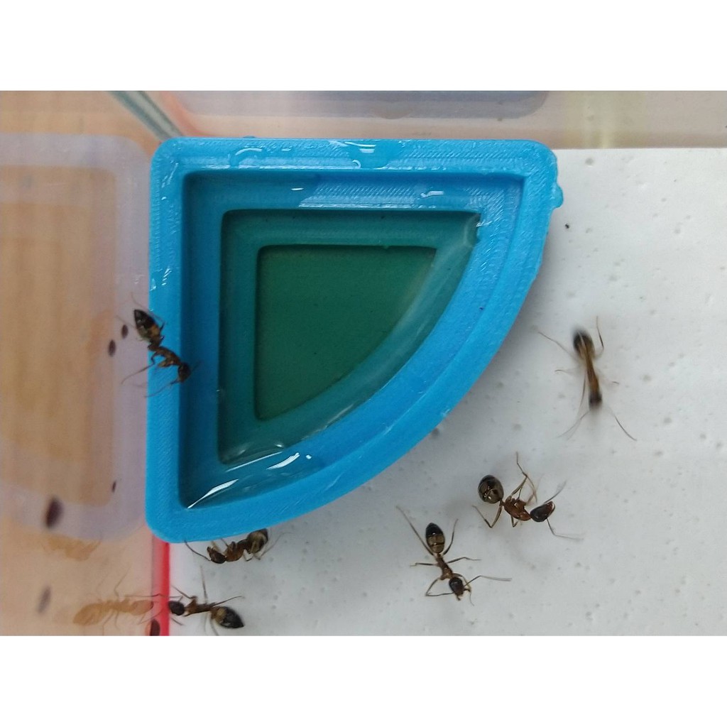 蟻潮手作工房 3d列印角落螞蟻餵食盆棕 灰兩色 蝦皮購物