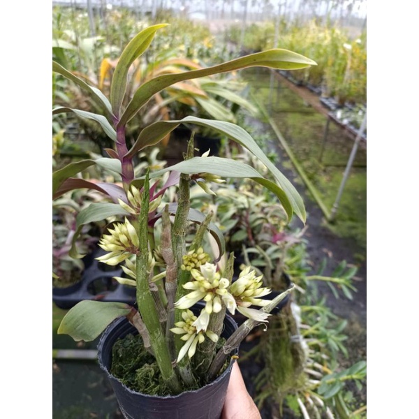上賓蘭園 綠繡球 D.capituli florum 2.5吋盆植株