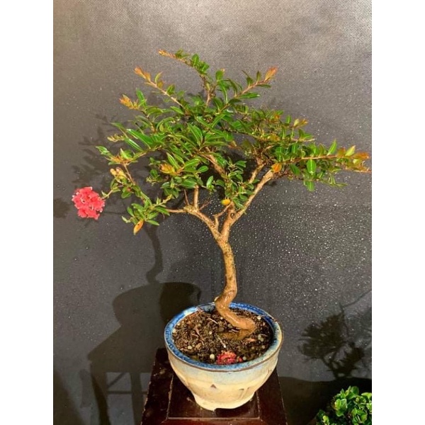 姬百日紅雙色白 粉紅 蝦皮購物