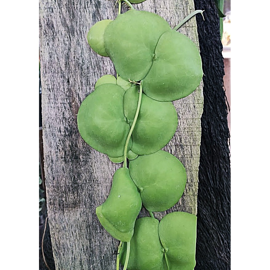 觀葉植物稀有植物爬藤植物蘿藦科風不動屬dischidia Platyphylla 寬葉樹眼蓮 蝦皮購物