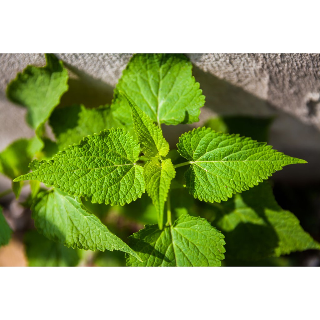 種子解暑霍香種子霍香正氣香草種子薄荷種子陽臺盆栽蔬菜種子四季種植新款 蝦皮購物