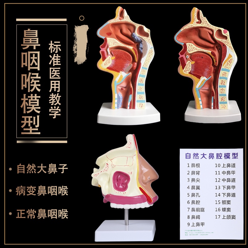 “模型現貨”人體鼻腔解剖模型 口腔咽喉構造鼻子模型 醫院用醫患溝通教學模型.K8