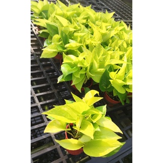 陽光黃金葛盆栽 3吋盆 觀葉植物 室內植物 淨化空氣