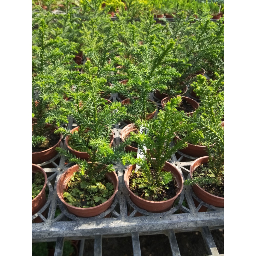 花精靈植物的家~樹苗~龍珠杉~3吋～高10-15公分