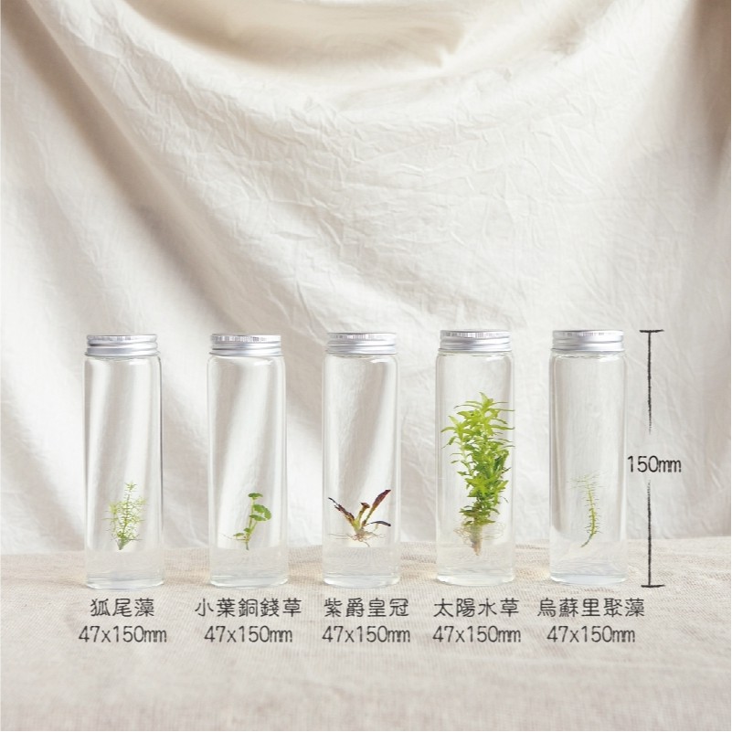 水草系列太陽水草工業風3號瓶懶人盆栽室內植物辦公室療癒小物盆栽植物保固多肉植物畢業禮物防疫小物 蝦皮購物