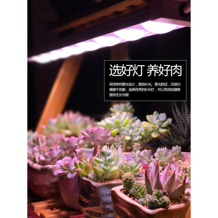 多肉植物燈 Ptt討論與高評價網拍商品 21年8月 飛比價格