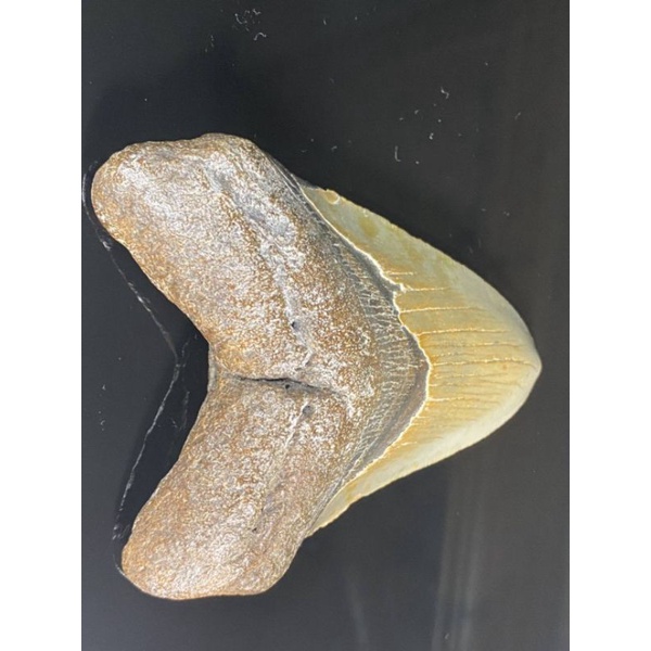 巨齒鯊 化石Carcharocles megalodon 美國南卡羅來納州 鯊魚牙齒標本 巨牙鯊中新世早期到上新世末期