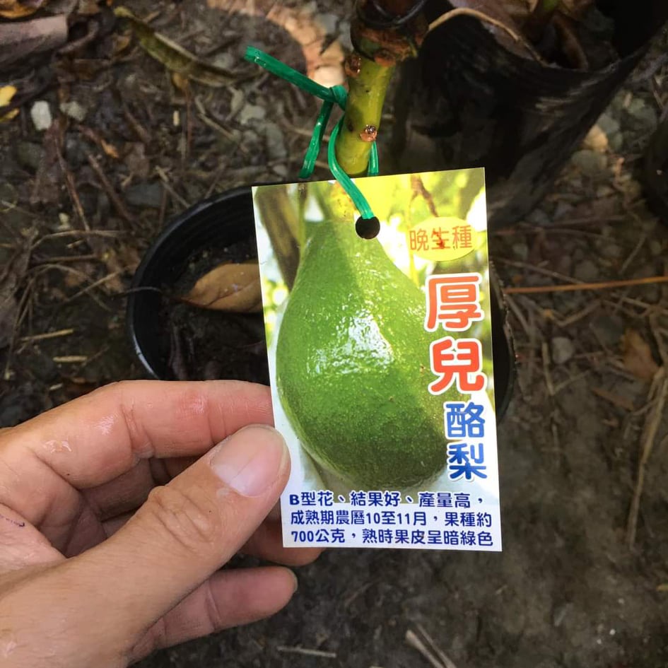 ***小農之家**優質種苗「厚兒酪梨」嫁接苗 酪梨苗 牛油果 高約40CM