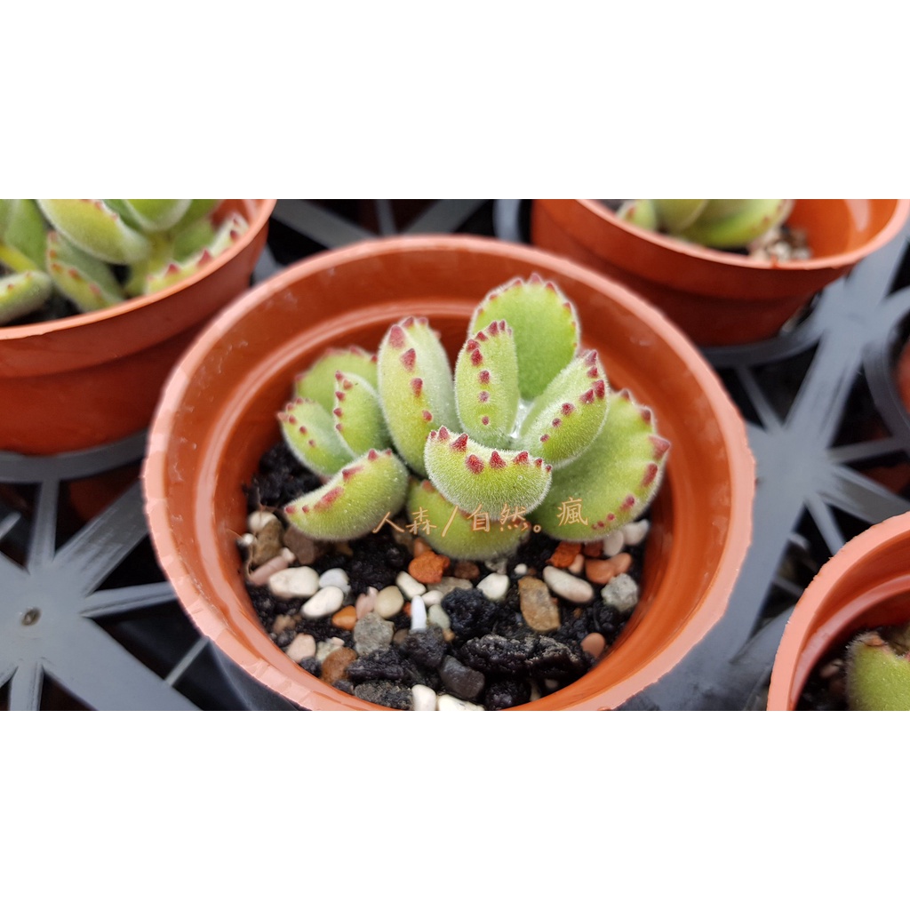 熊童子 人森 紅爪熊掌綠熊黃熊療癒 寄送過程可能會掉葉 露養可能略有葉傷 蝦皮購物