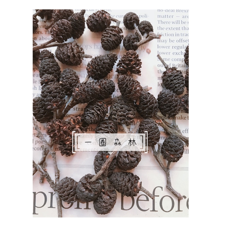 台灣赤楊 水楊子 赤楊 中海拔採集 花圈素材 乾燥花 乾燥種子 植物標本 擺飾 裝飾 小毬果
