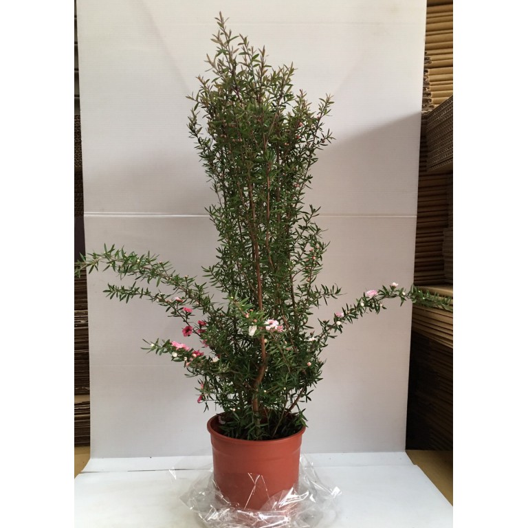 花囍園 季節觀花植物 松紅梅 桃金孃科 Myrtaceae 花色豔麗 5吋高約 30cm 蝦皮購物