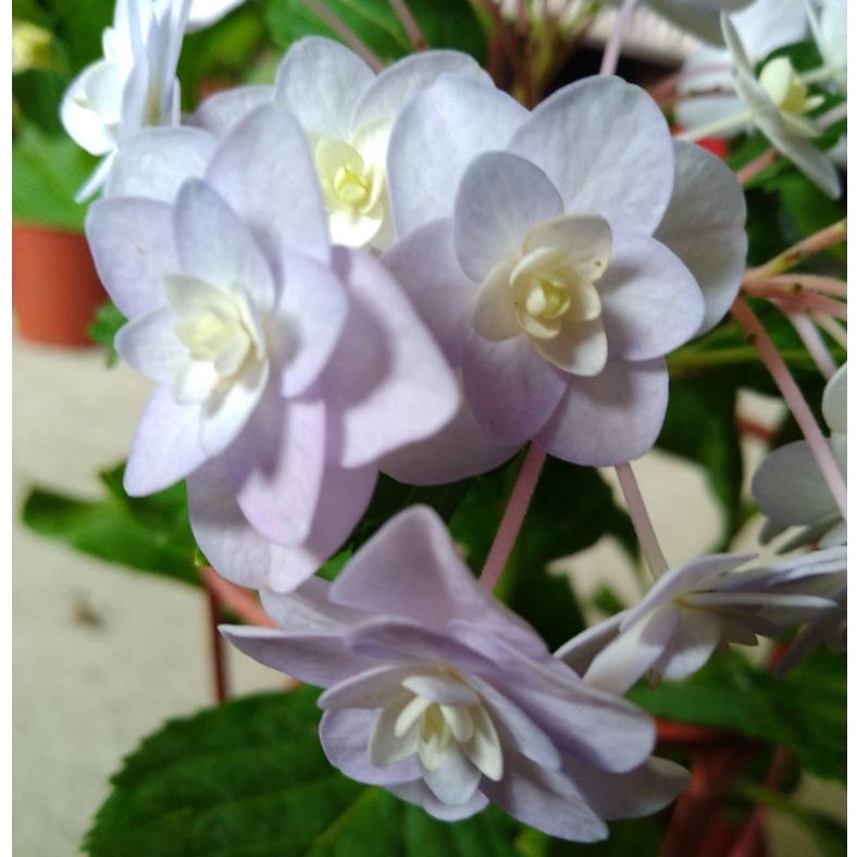 植株無花 星花火繡球花 6吋盆 季節限定盆栽 植株修剪過了 蝦皮購物