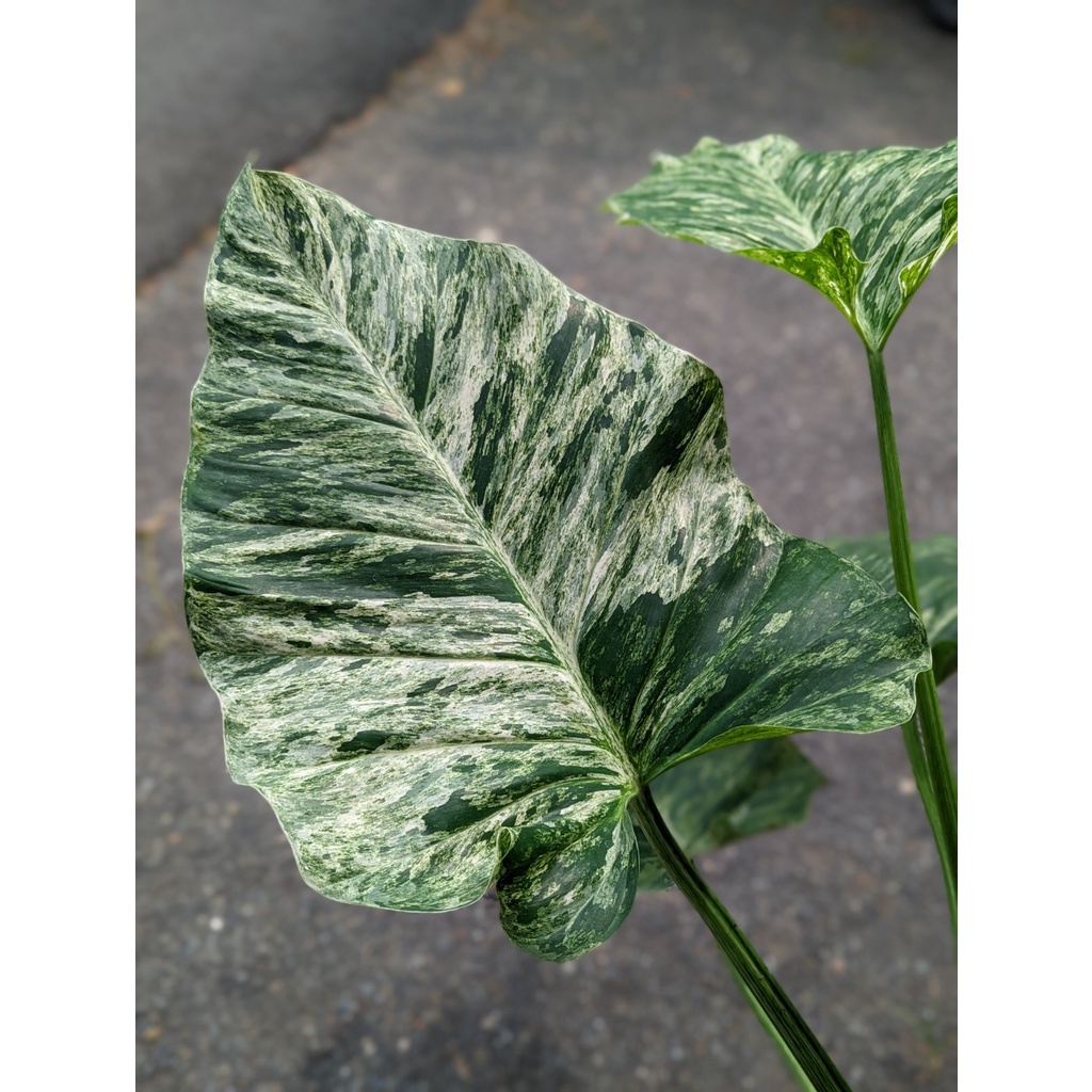 開心農元-觀葉植物- 極致美斑 大理石蔓綠絨 Philodendron Giganteum Variegata