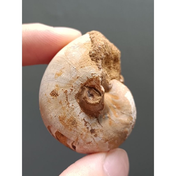 [程石] 馬達加斯加 擬阿加尼德角石/鸚鵡螺化石