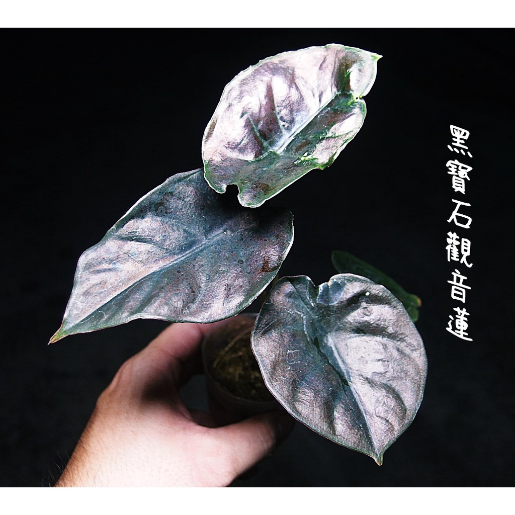 《柯比植物》 觀葉植物 雨林植物 Alocasia infernalis 黑寶石觀音蓮(黑森林，黑魔法)