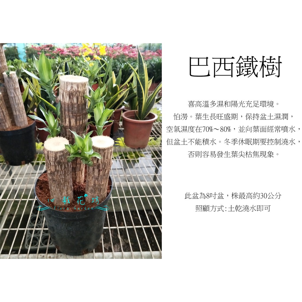 心栽花坊-巴西鐵樹/香龍血樹/8吋/觀葉植物/室內植物/綠化植物/售價560特價500