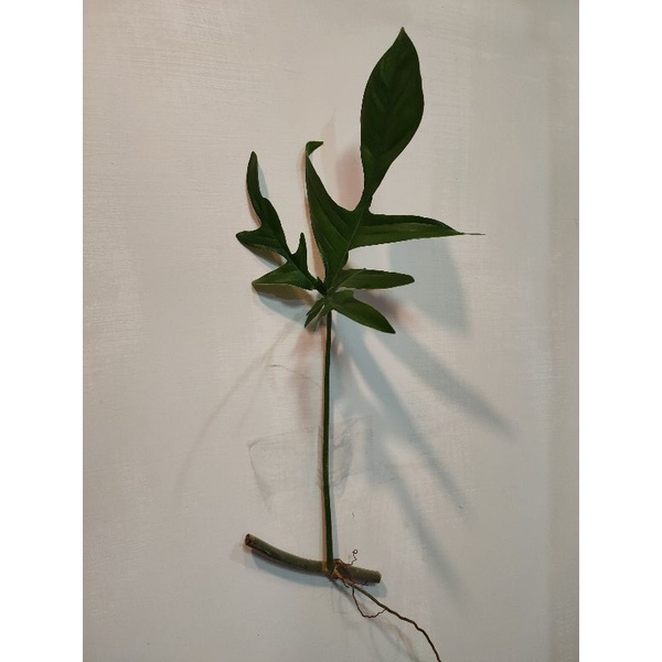 Philodendron Quercifolium蔓綠絨雨林植物