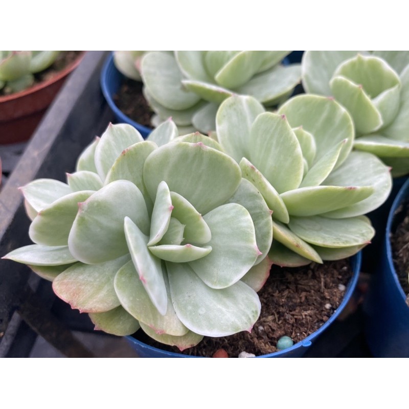 多肉好好買多肉植物碧桃石化 蝦皮購物