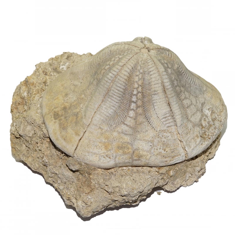 西班牙 高帽海膽 化石 (盾海膽的一種)~~中新世 (擁有漂亮明顯的棘刺孔)