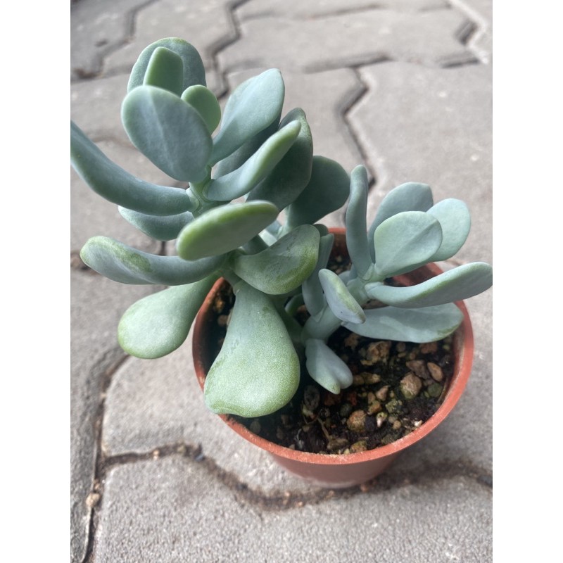 多莉 多肉 大妞妞 蝦皮購物