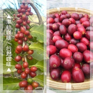 【聿仙咖啡】生豆(已脫殼) 台灣咖啡 南投高海拔高山去殼阿拉比卡咖啡生豆