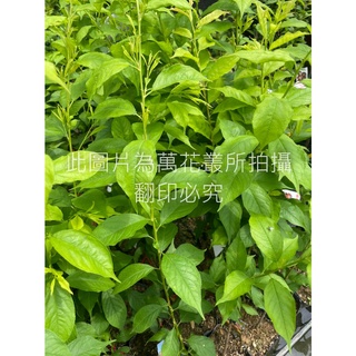 ☆萬花叢★水果苗★【早熟李(嫁接苗)】★4吋黑軟盆★高約20-50cm☆