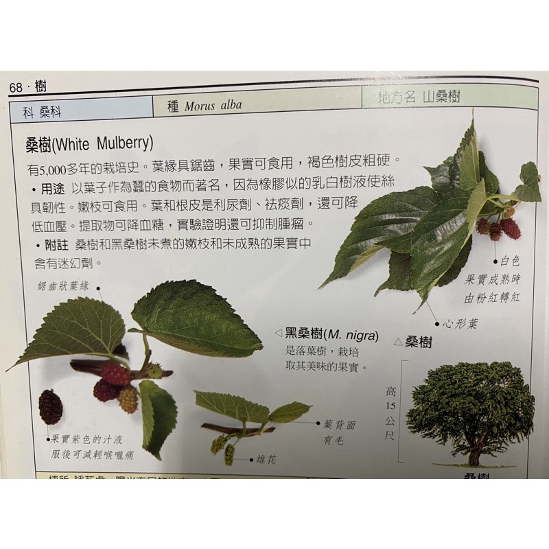 食用植物 🌾  桑樹