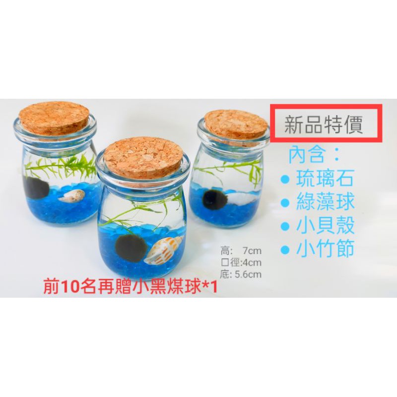 玻璃 親子diy 水草瓶生態瓶魚草共生辦公桌裝飾療癒小物綠球藻綠藻球瓶團體聖誕節交換禮物角落生物 蝦皮購物