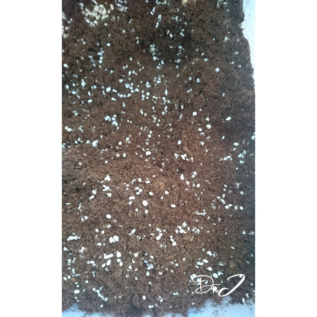 食蟲植物專用介質 - 基礎介質 無肥泥炭土 3吋盆份量