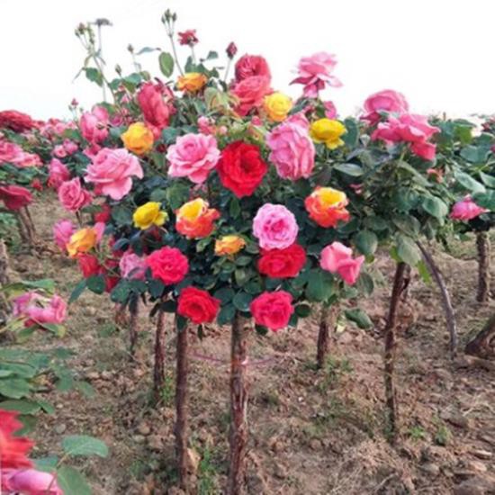 樹狀月季種子玫瑰薔薇月季花種子四季開花庭院室內外盆栽花卉種子 蝦皮購物