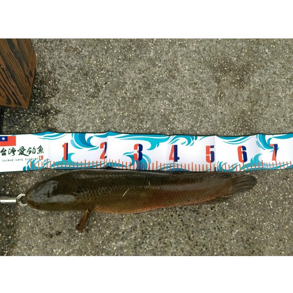 台灣現貨低價釣具專賣-台灣愛釣魚 魚體長度測量比例尺 100公分 魚尺 比例尺 長度測量 測量比例尺 釣魚