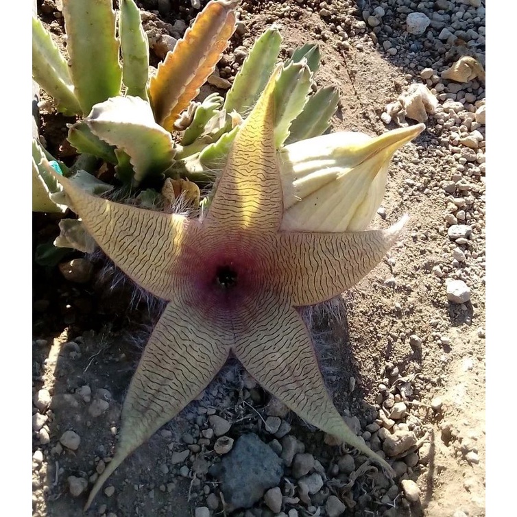 地星仙人掌●Earth Star Cactus－洲際大地／南美仙人掌花精系列／PHI／Cactus Essence