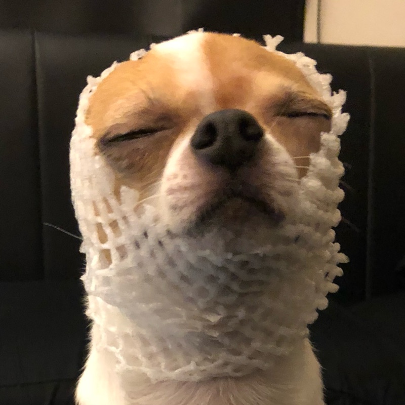 コンプリート 堂本光一犬 髪型