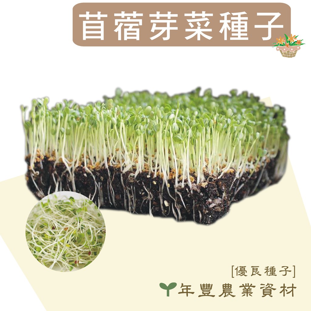 優良種子 芽菜種植組 含芽菜盒及2包芽菜種子 非基改無毒種子 青花椰菜 紫 紅 粉 青蘿蔔 紫高麗菜 苜蓿芽