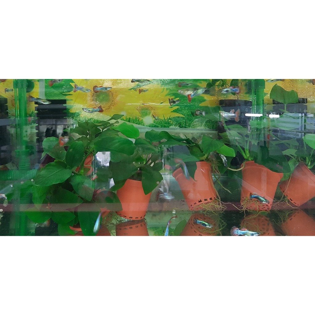 陰性前景草的價格推薦 21年8月 比價比個夠biggo