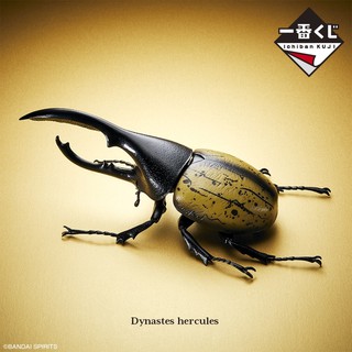 《 一番賞 》 A賞 昆蟲 昆蟲 赫克力士長戟大兜蟲 赫克力士 大兜蟲 DYNASTES HERCULES