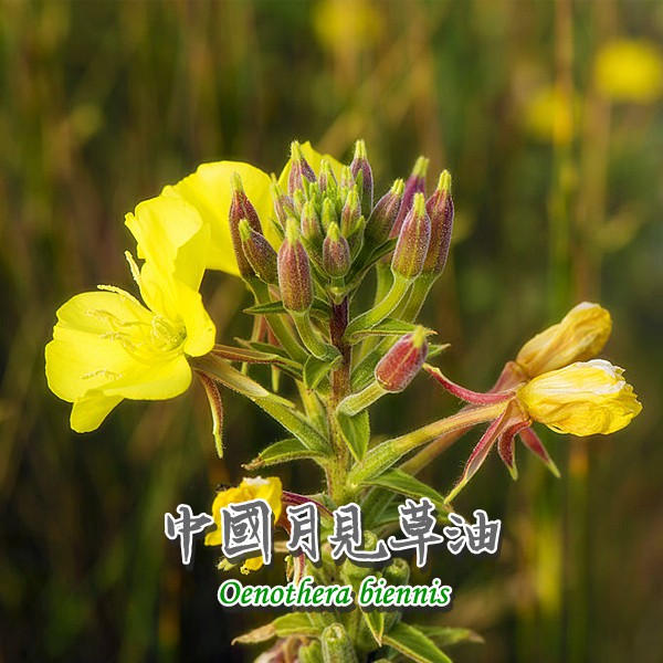 米果の精油店 Evening Primrose Oil 有機初榨中國月見草油 晚櫻草油 待宵草油 玻璃瓶及彩盒包裝 蝦皮購物