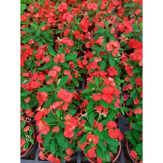 虎刺梅 優惠推薦 22年10月 蝦皮購物台灣