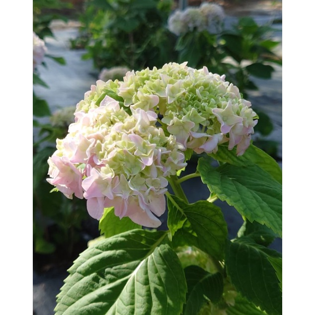 日系紫陽花 昭和大島 蝦皮購物