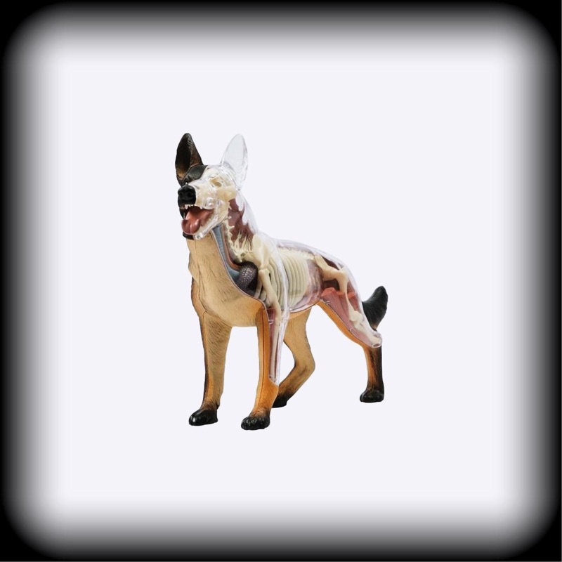 4d Master 狼狗拼裝玩具 動物模型 狗解剖模型犬模型 現貨無盒已展示 蝦皮購物