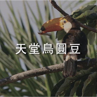【裡德咖啡】巴布新幾內亞 天堂鳥莊園 圓豆 水洗 中深焙 咖啡豆 咖啡粉 濾掛咖啡 掛耳