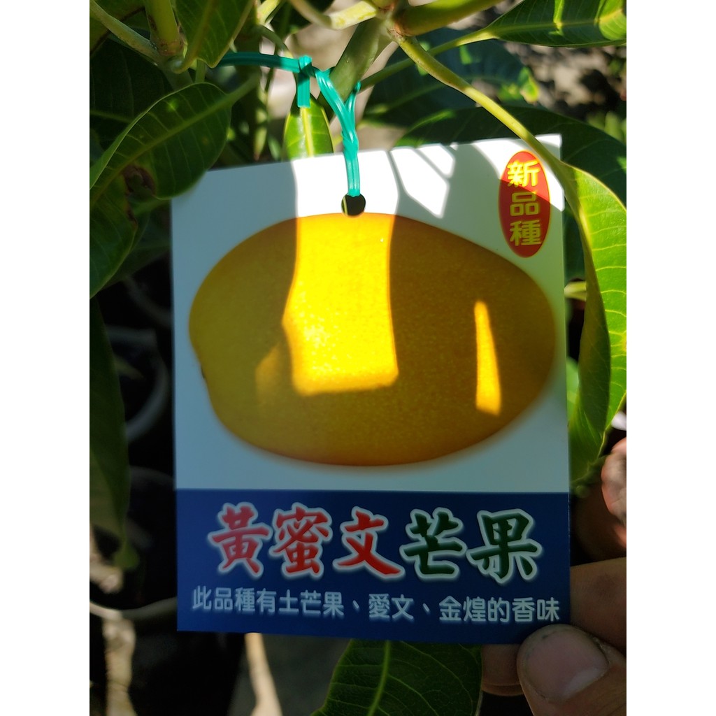 夏雪芒果 Ptt討論與高評價網拍商品 21年8月 飛比價格