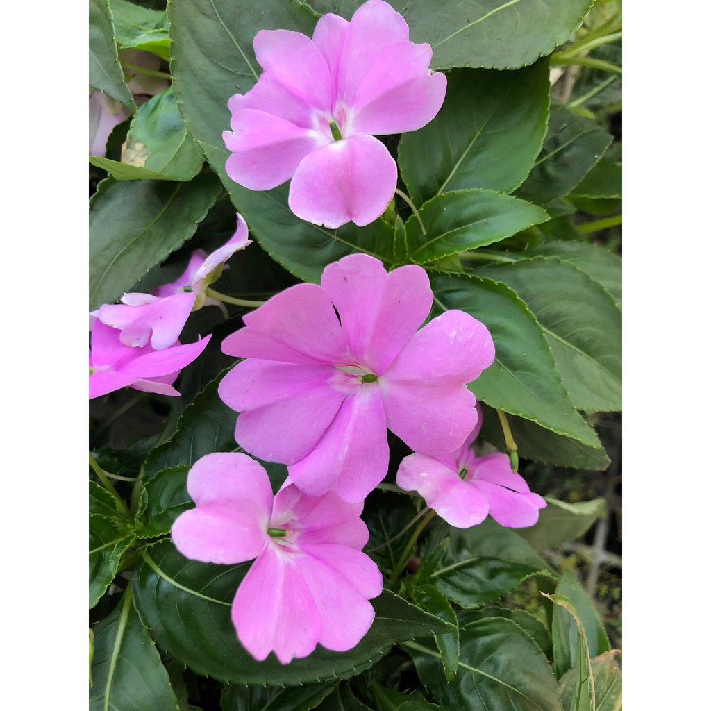 花花世界 季節花卉 新幾內亞鳳仙花 可挑花色 五彩鳳仙 5 6吋盆 高15 30cm Ma 蝦皮購物