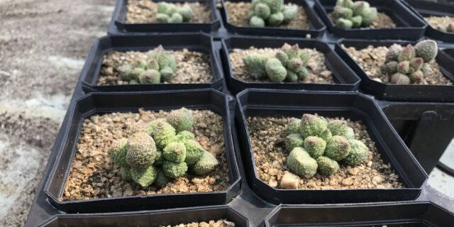 沛宇多肉園藝 線上商店 蝦皮購物